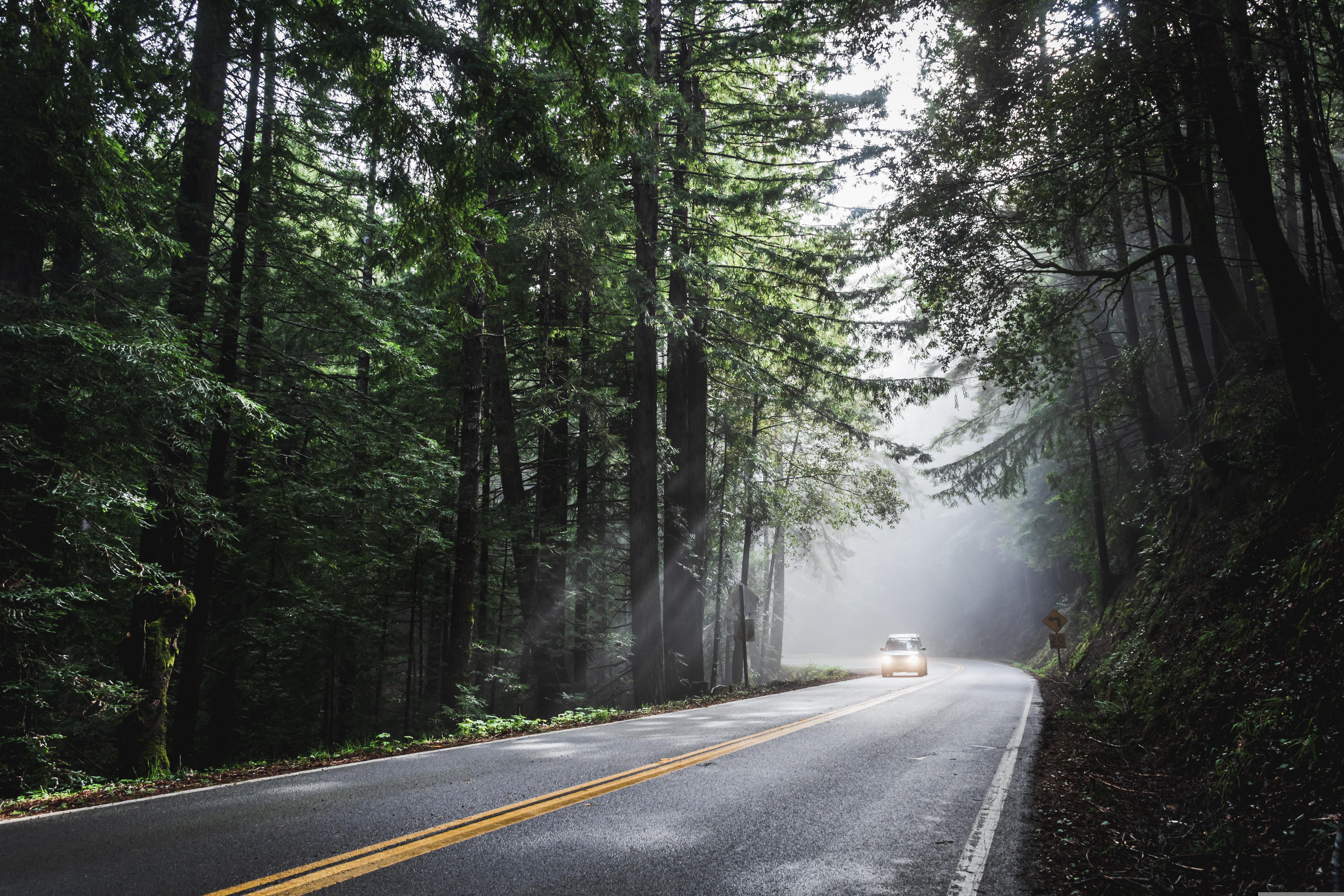 Scenic two-lane road through the forest
