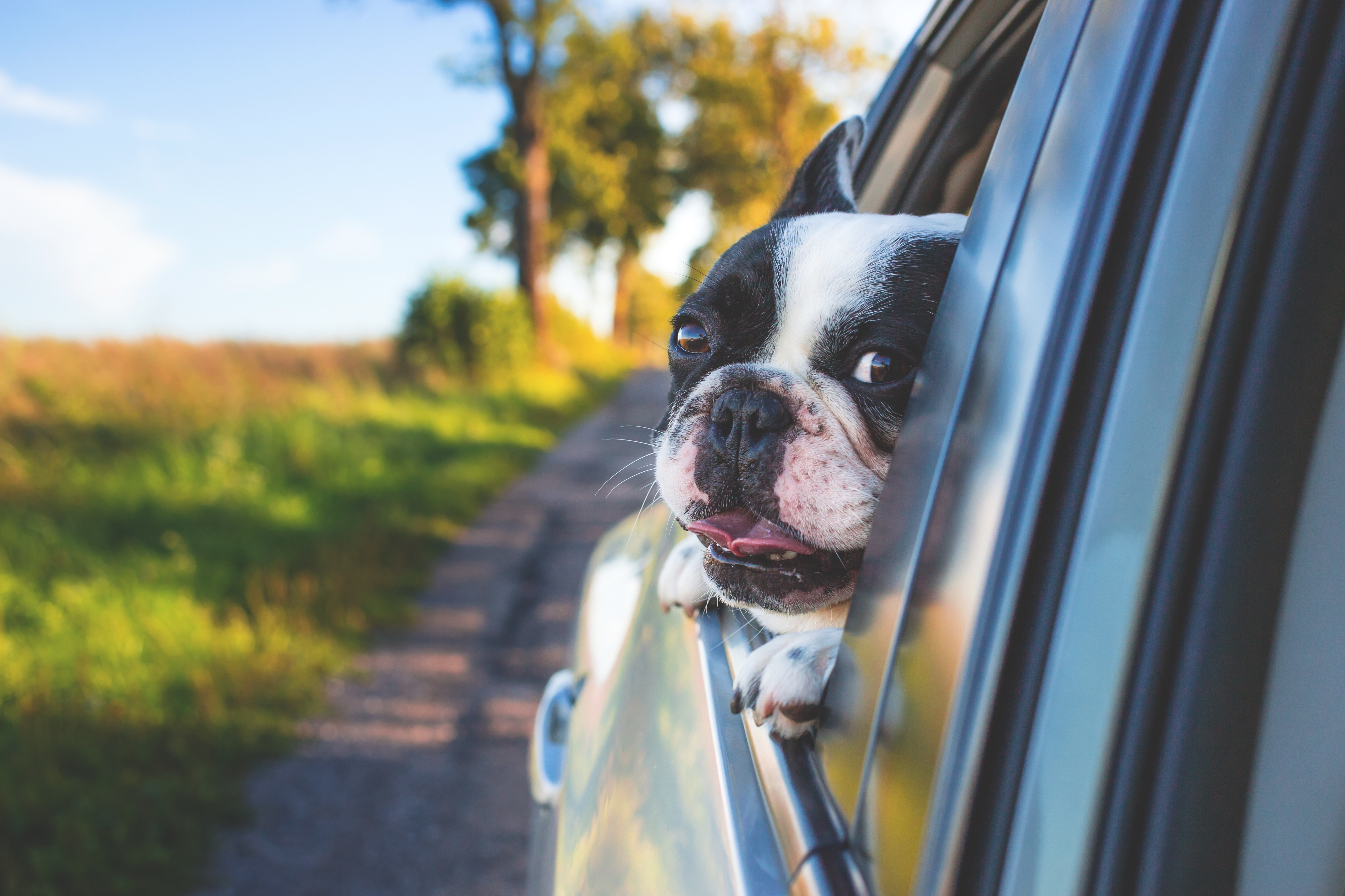 Dog Friendly